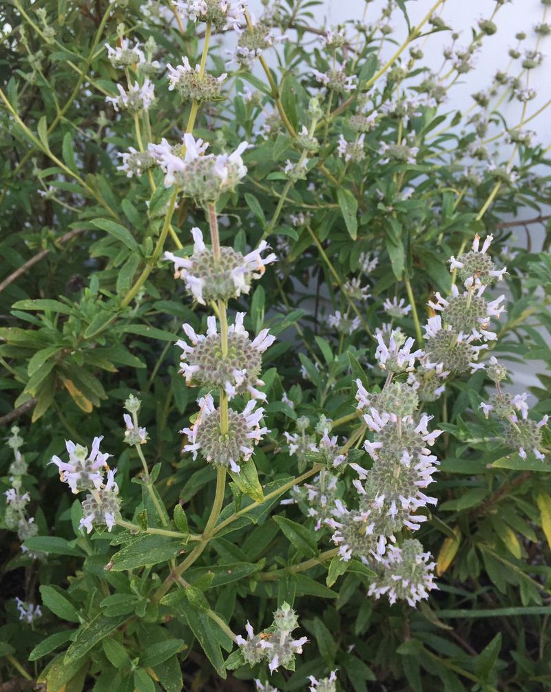 Black Sage Handles Dry Slopes