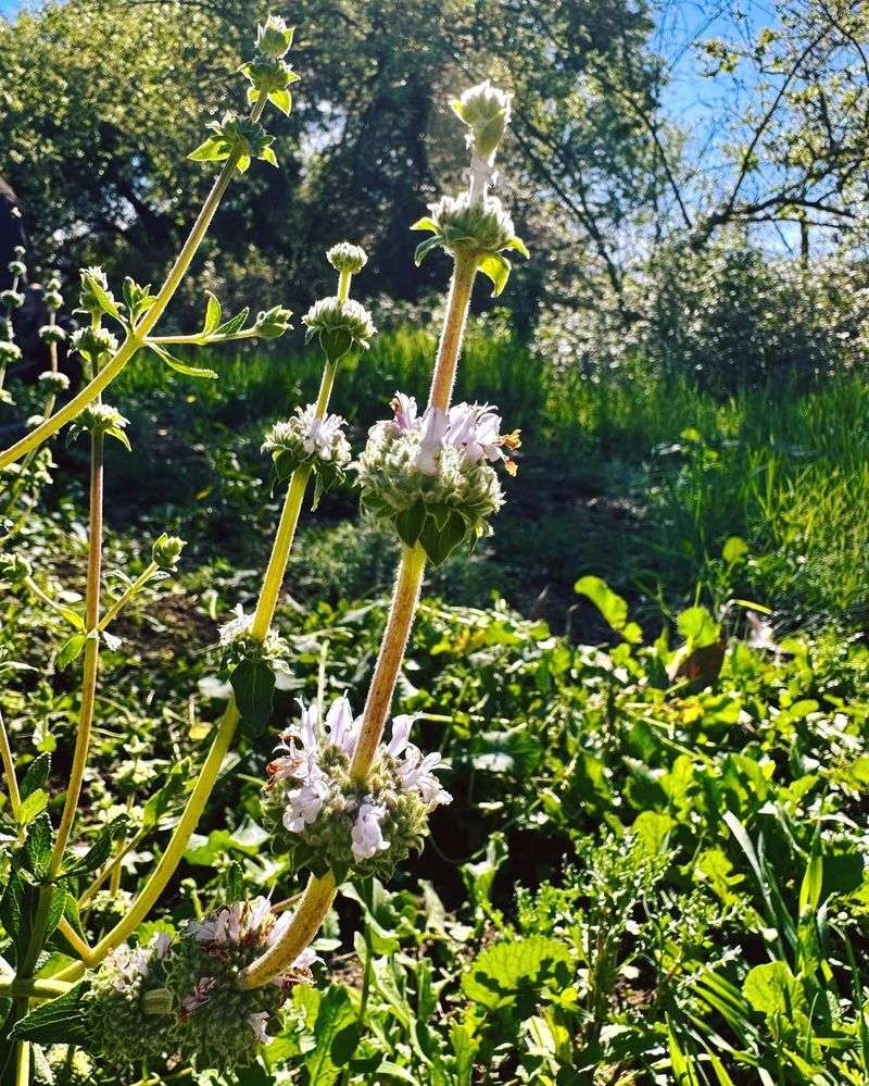 Black Sage Keeps Pollinators Happy Without Constant Irrigation Black Sage Keeps Pollinators Happy Without Constant Irrigation
