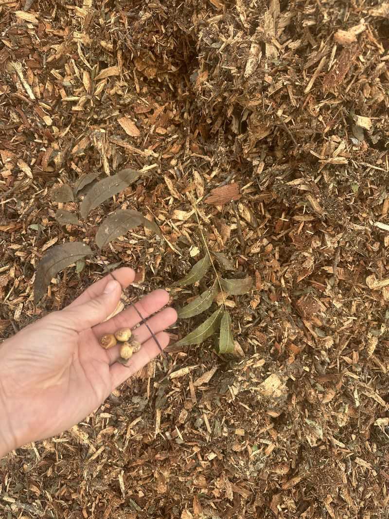 Black Walnut Waste Can Stress Sensitive Spring Plants
