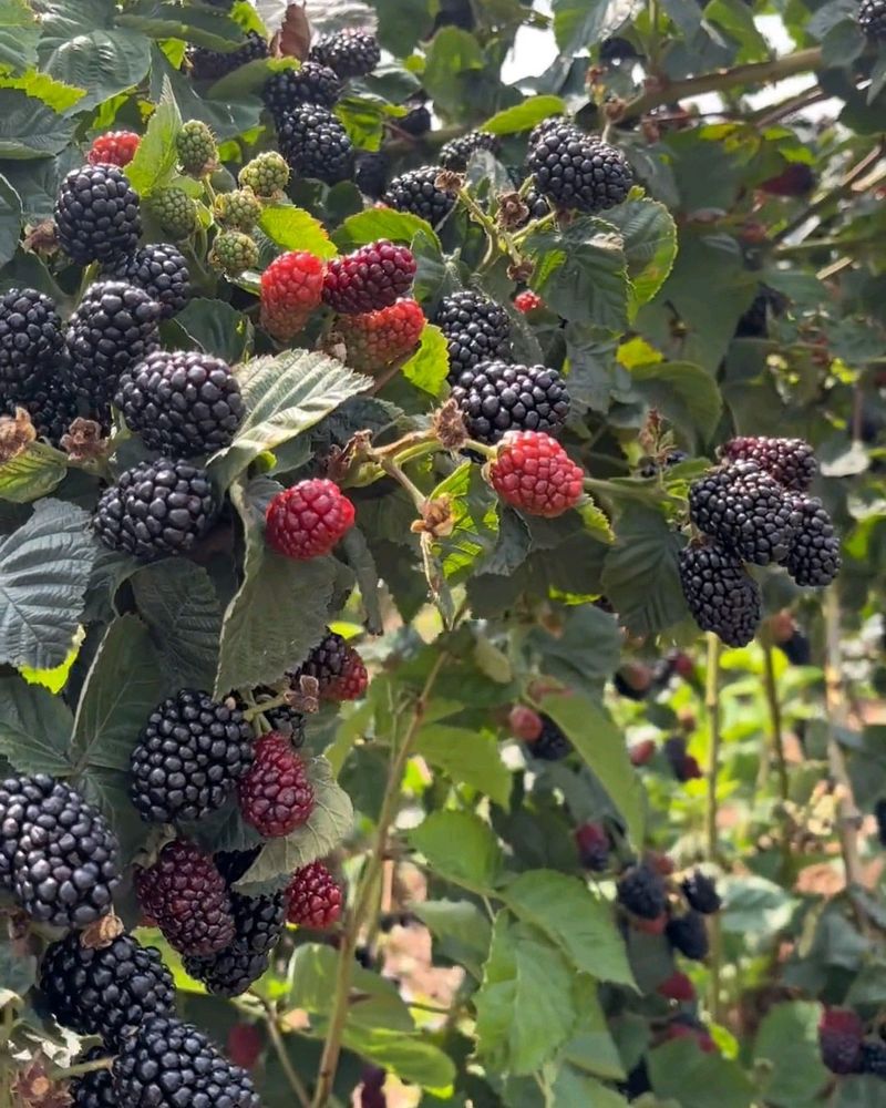 Blackberries Blackberries