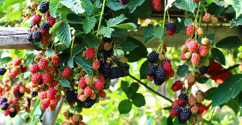 Blackberries Thrive Along A Well-Planned Fence Line