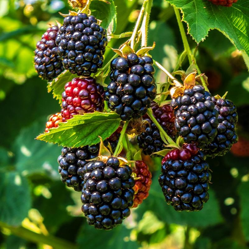 Blackberry