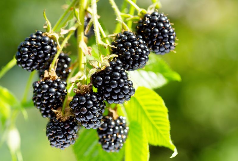 Blackberry