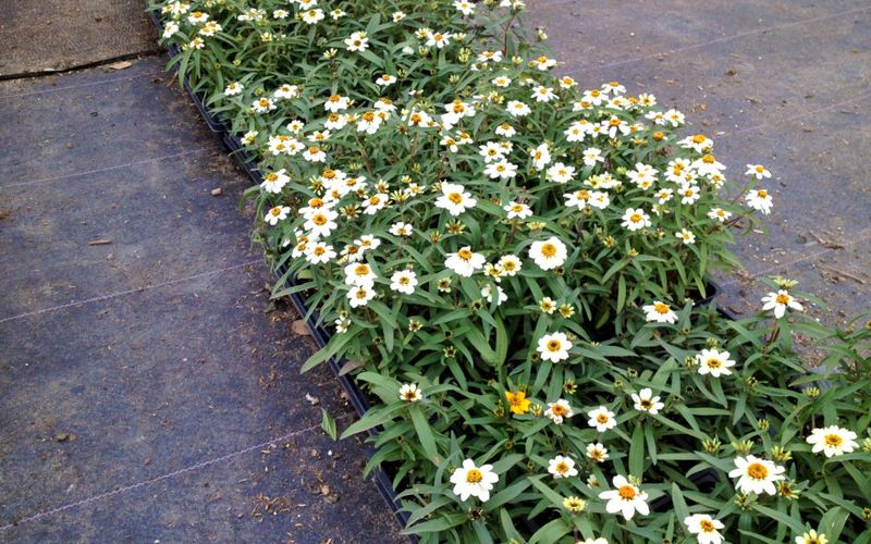 Blackfoot Daisy