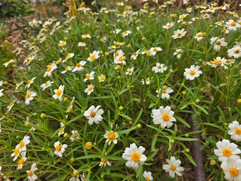 Blackfoot Daisy Blackfoot Daisy