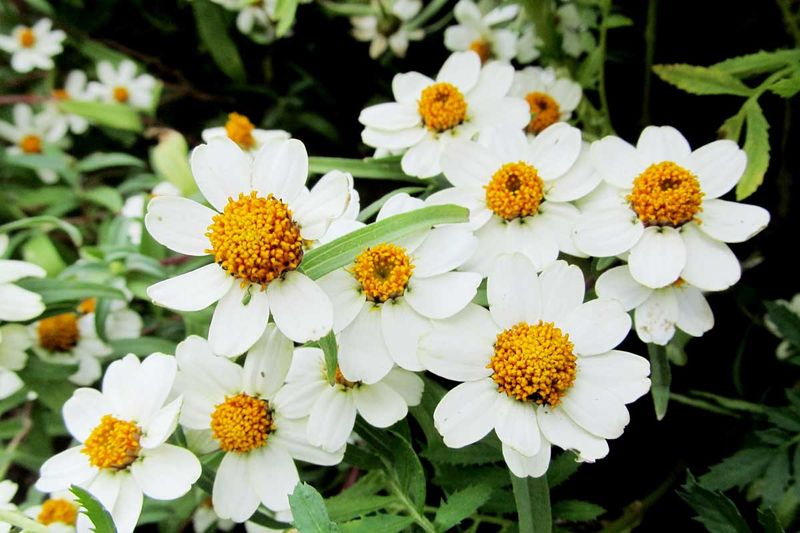 Blackfoot Daisy Blooms For Months