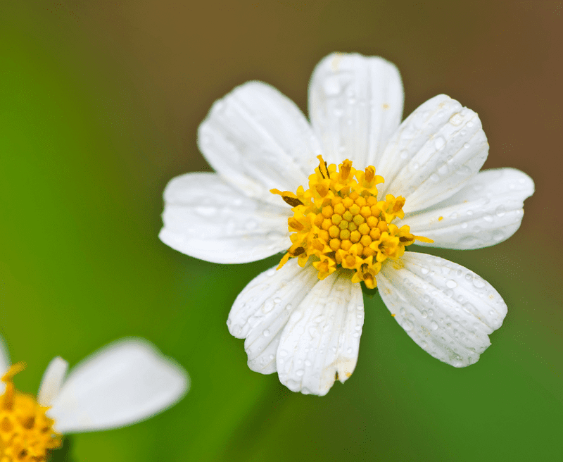 Blackfoot Daisy Blooms In Tough Dry Spots