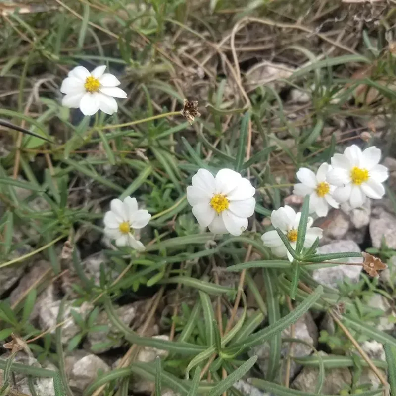 Blackfoot Daisy Fits Rocky Areas Where Many Flowers Struggle