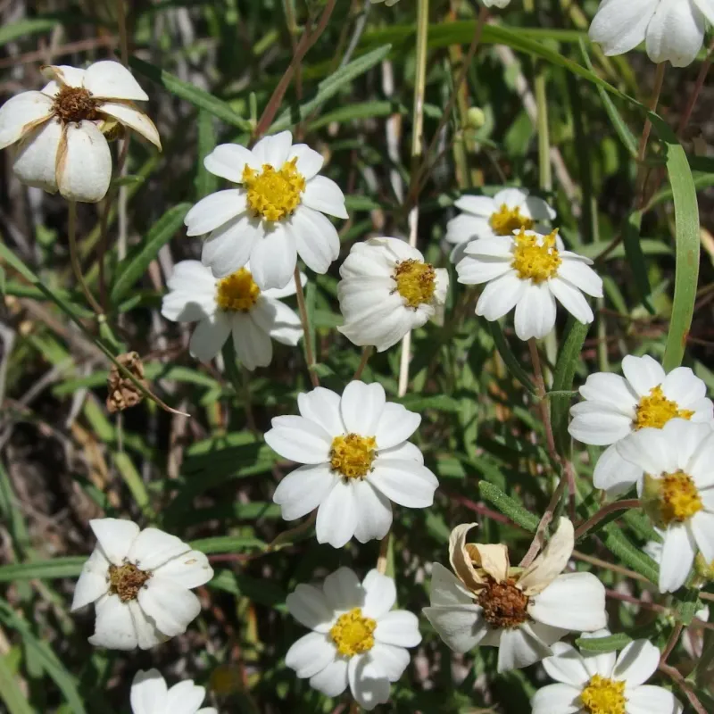 Blackfoot Daisy Keeps Blooming During Long Hot Dry Periods