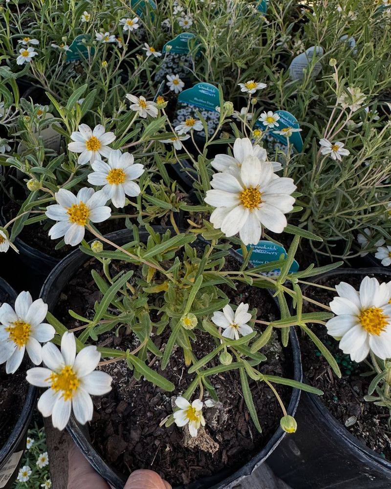 Blackfoot Daisy Keeps Blooming Through Long Dry Periods