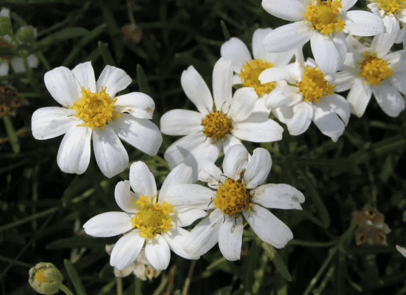 Blackfoot Daisy Loves Texas Heat