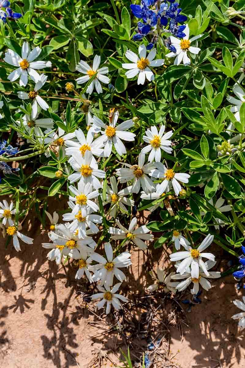 Blackfoot Daisy Stays Neater After Spring Pruning