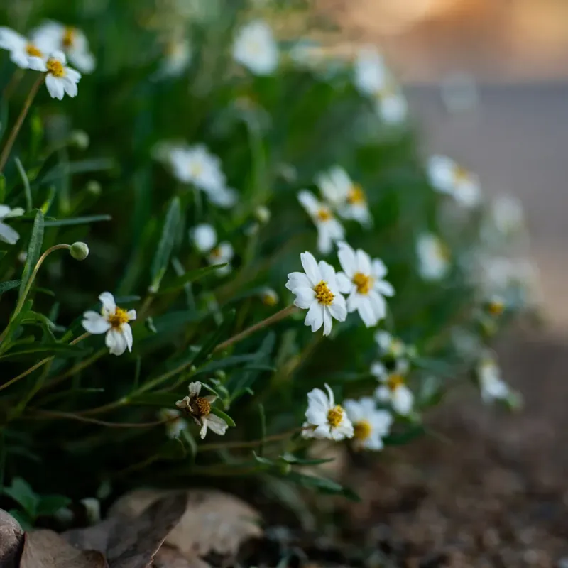 Blackfoot Daisy