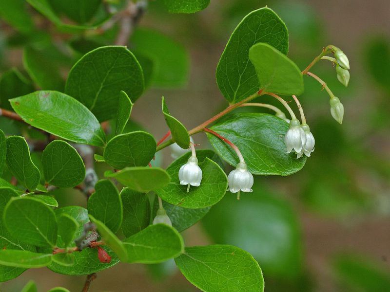 Sparkleberry Adds Lasting Native Interest