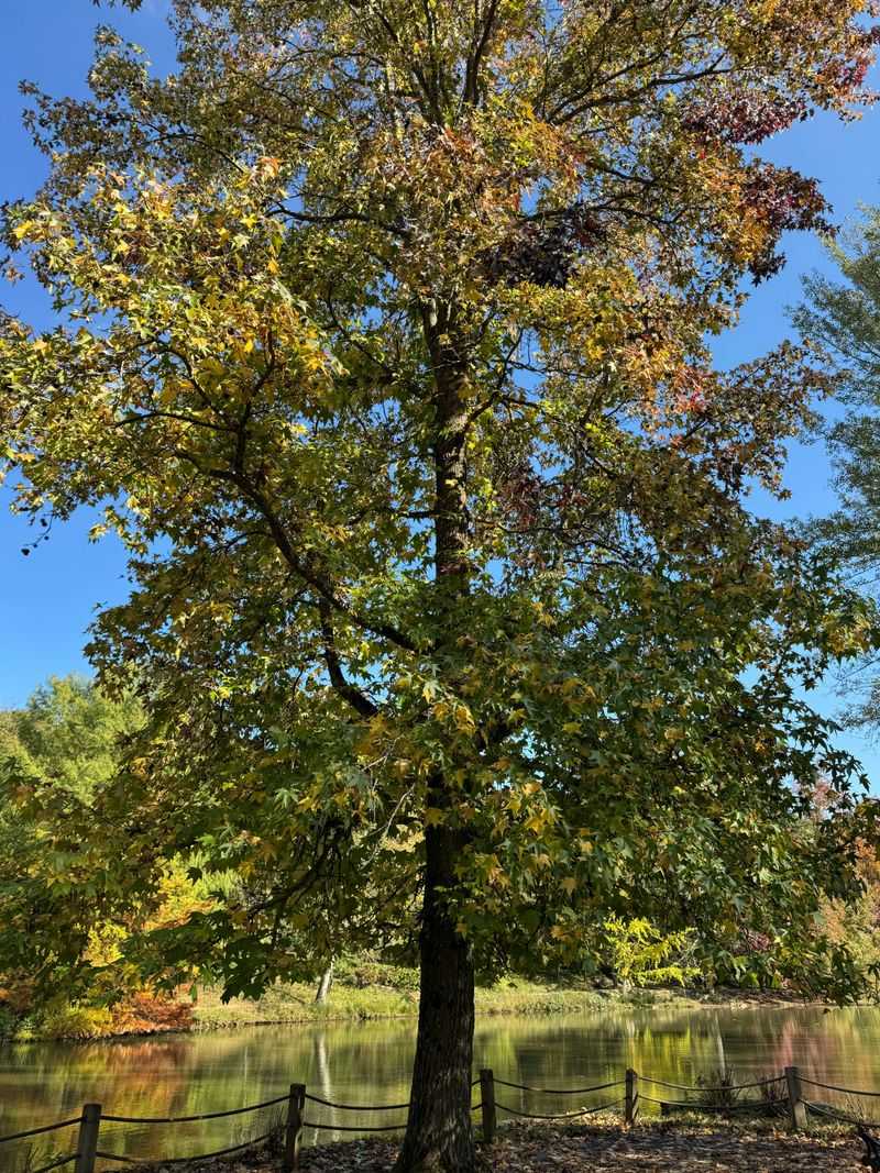 Blackgum