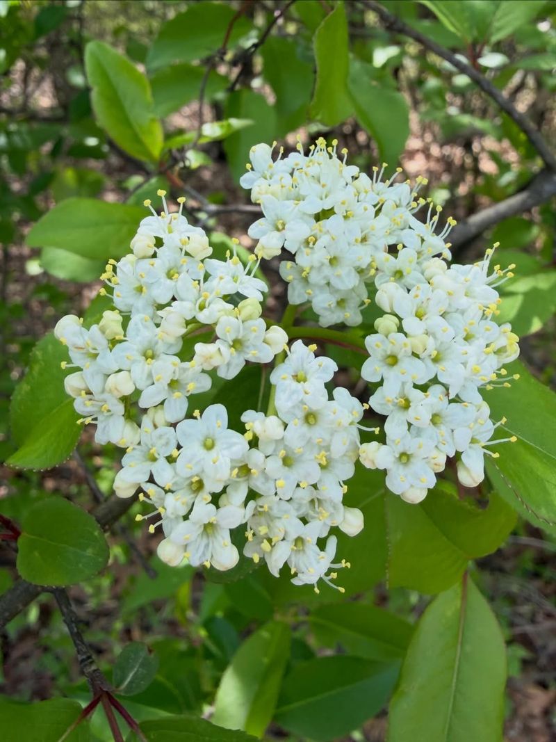 Blackhaw Viburnum