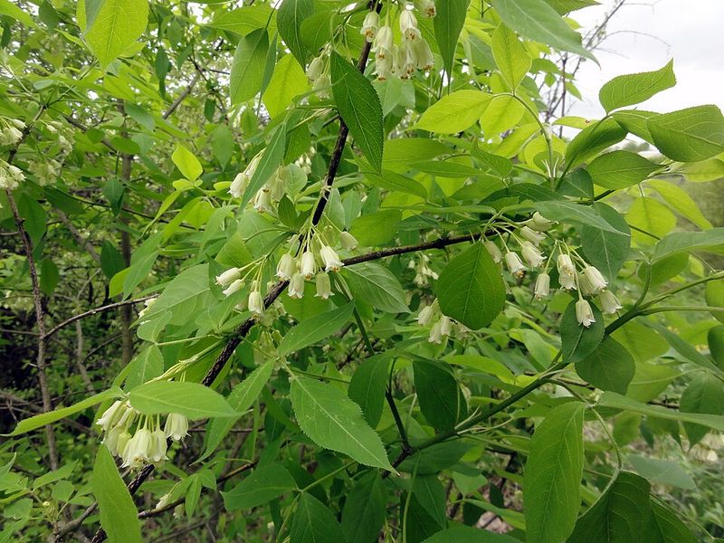 Bladdernut Adds Unusual Spring Interest