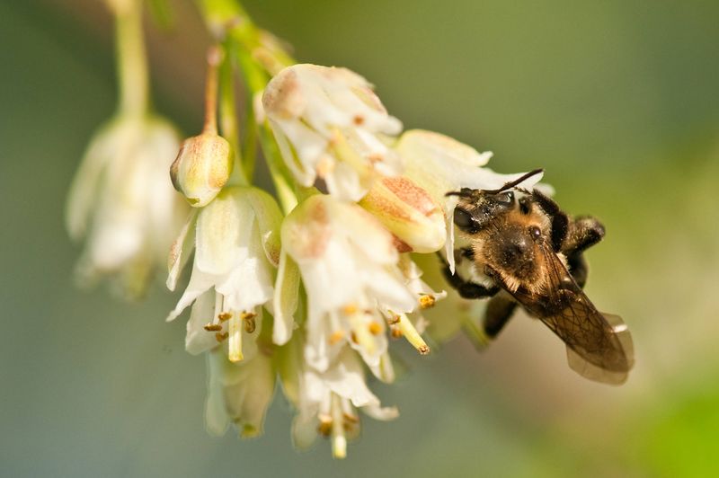 Bladdernut 