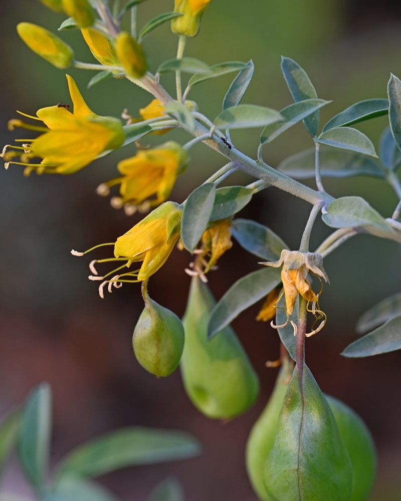 Bladderpod Bladderpod