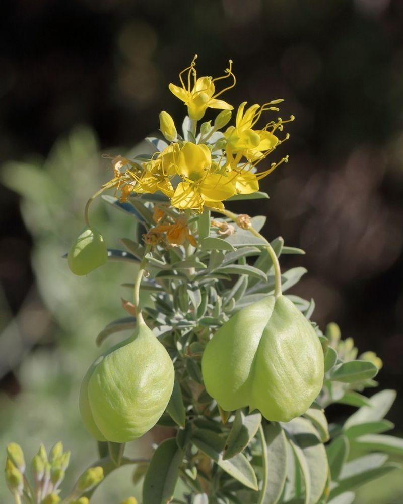 Bladderpod Blooms Through Dry Spells