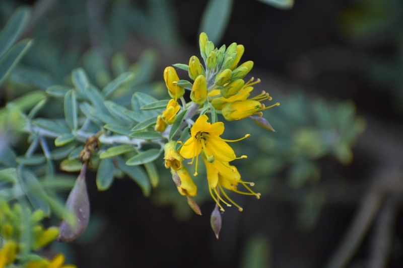Bladderpod
