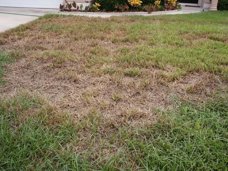 Blaming Every Brown Spot On Lack Of Water