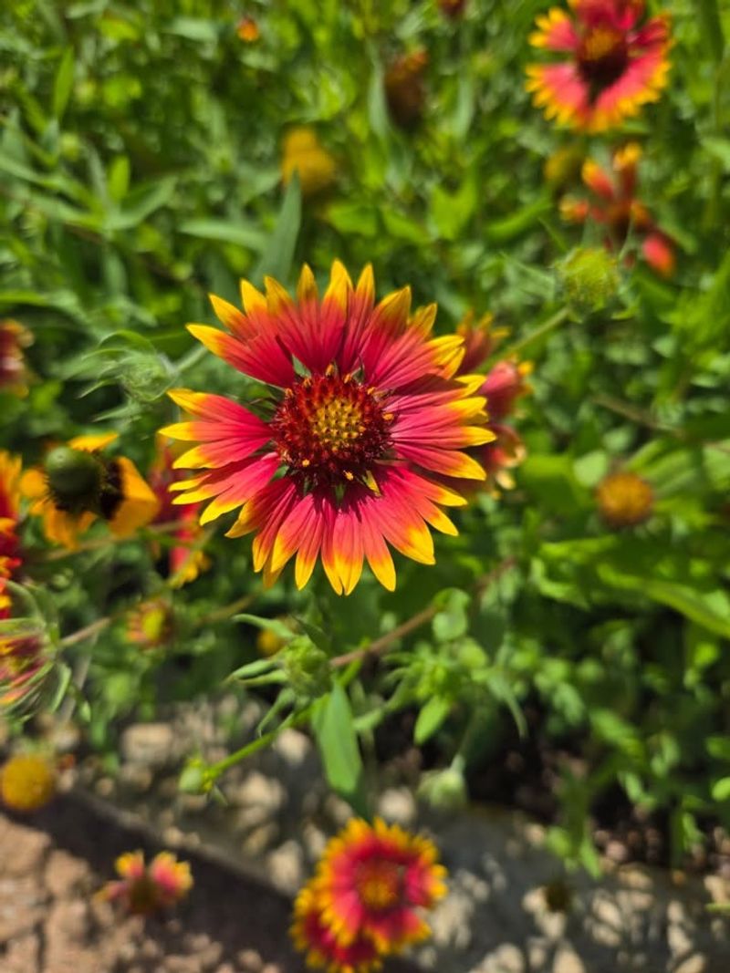 Blanket Flower (Gaillardia Aristata)