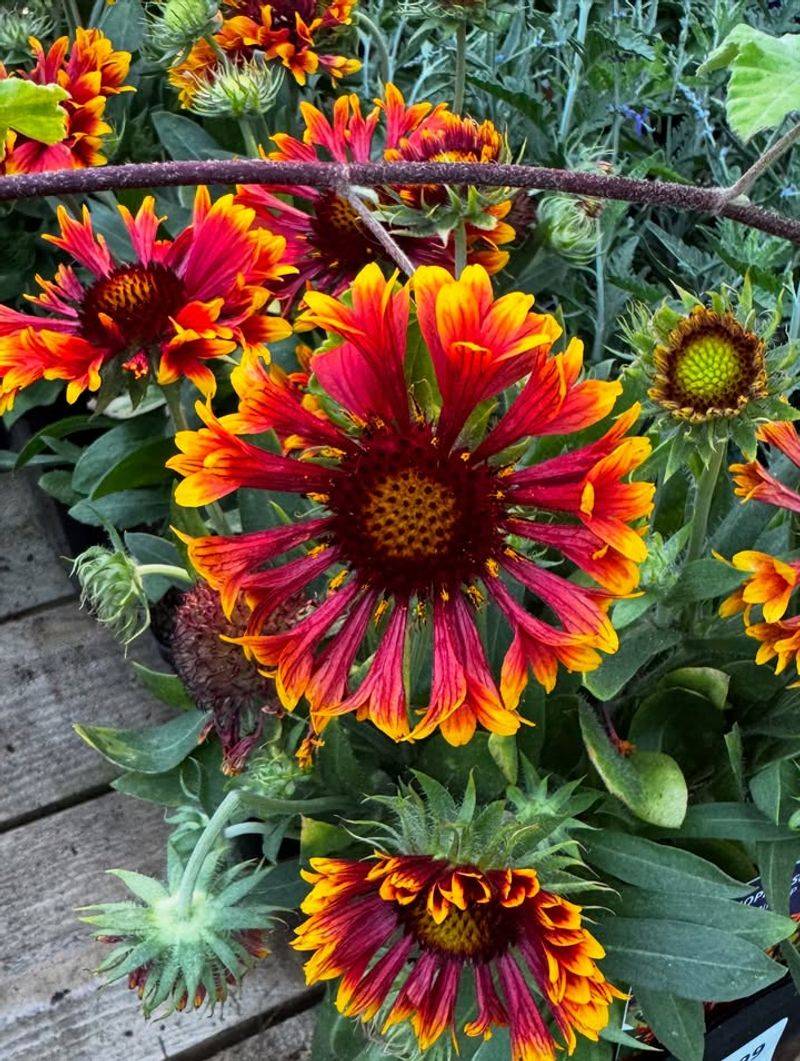 Blanket Flower (Gaillardia aristata)