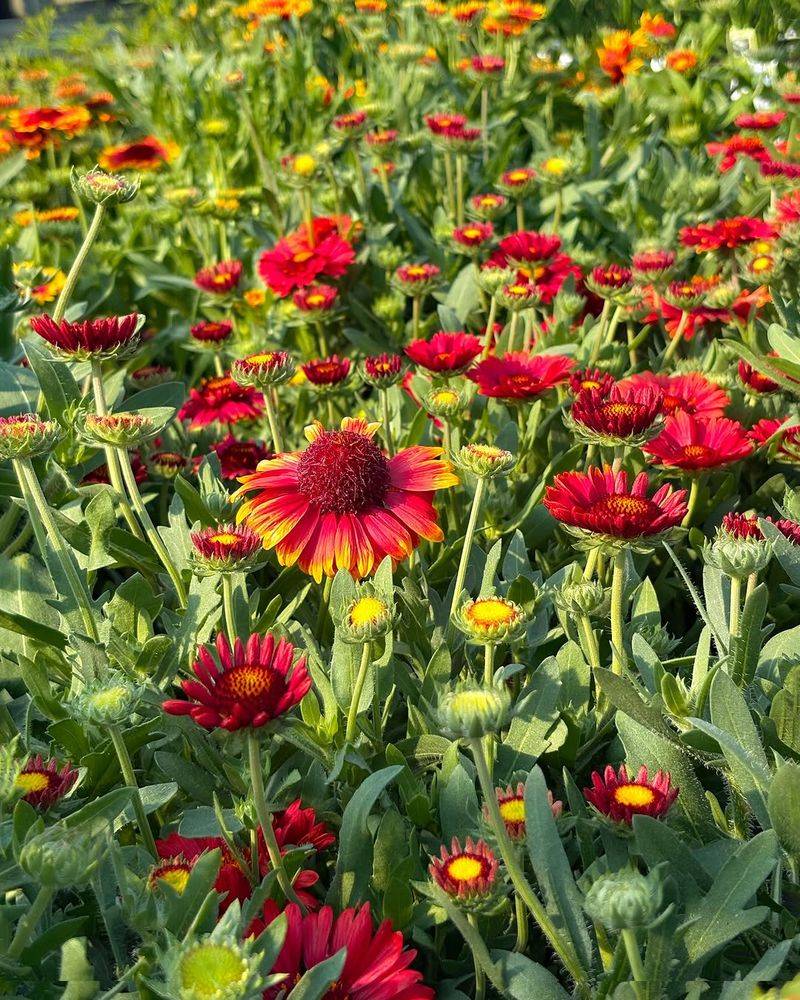 Blanket Flower (Gaillardia)