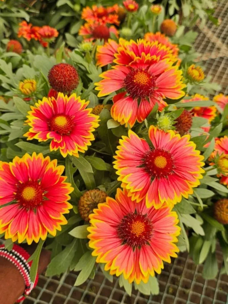 Blanket Flower Keeps The Welcome Mat Blooming