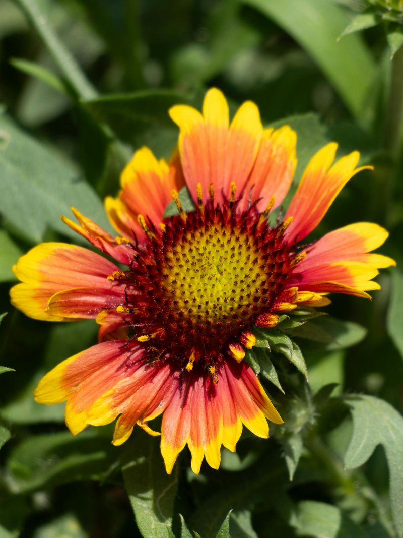Blanket Flower Looks Painted And Pollinators Know It