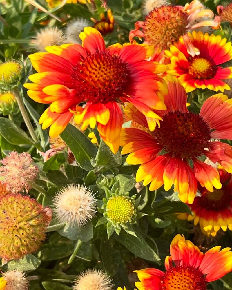 Blanket Flower Sends Up New Buds After Spent Blooms Are Cleared