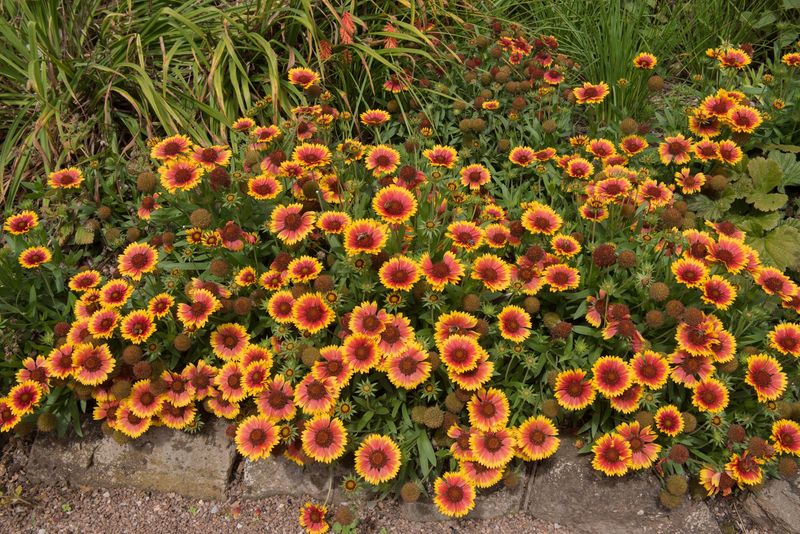Blanket Flower Showcases Bright Blooms That Refuse To Quit In Heat
