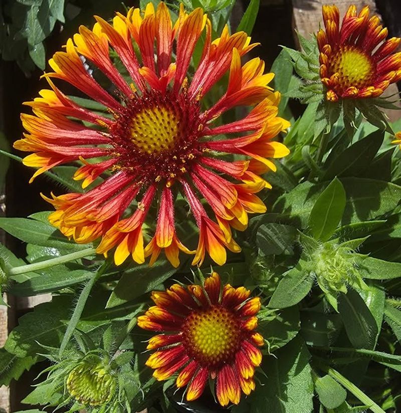 Blanket Flower Thrives In Heat With Very Little Care