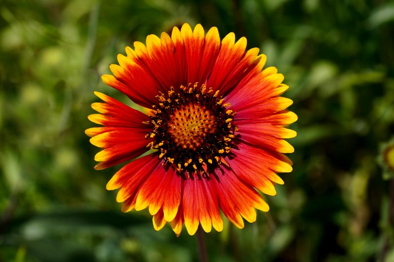 Blanket Flower Tucks Itself In And Comes Back Every Spring