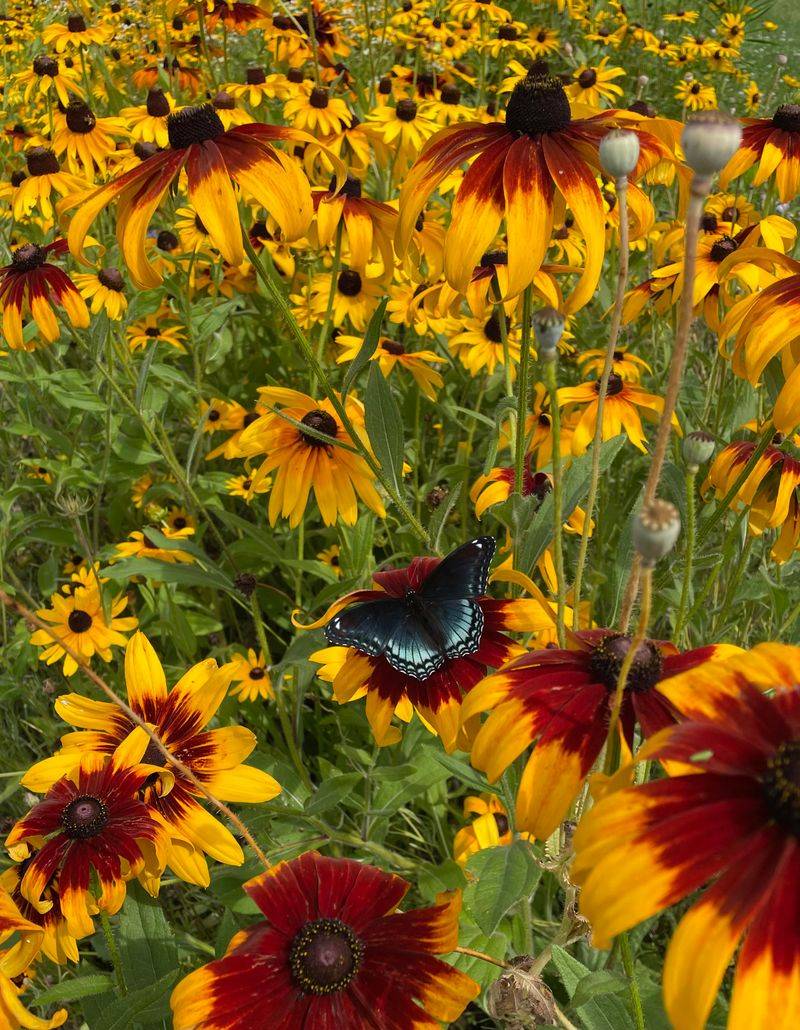 Blanket Flower