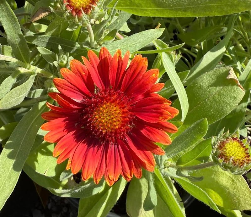 Blanket Flowers Continue Appearing Through Dry Months