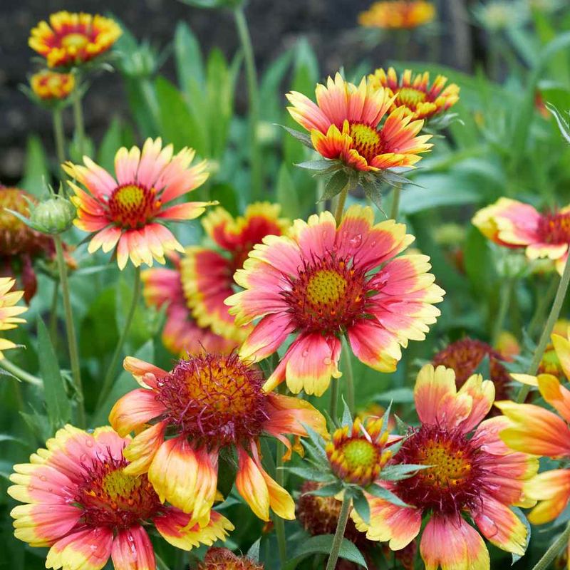 Blanketflower Delivers Florida-Friendly Color In Coastal Gardens