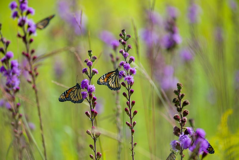 Blazing Star