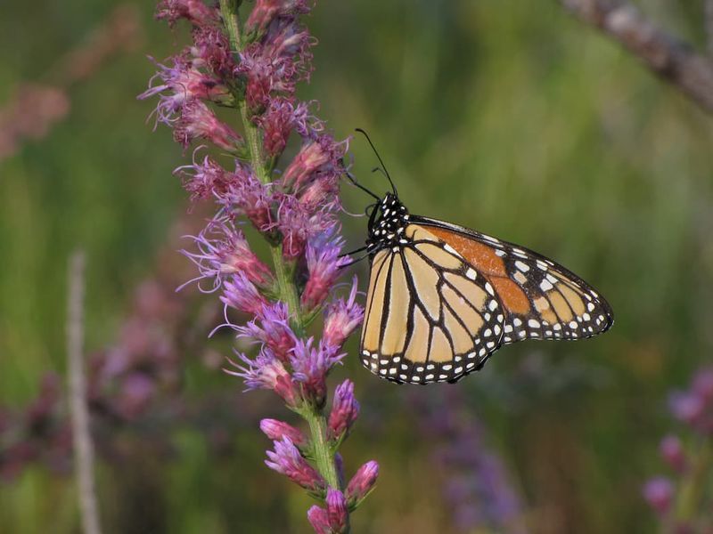 Blazing Star Adds Fall Color Blazing Star Adds Fall Color