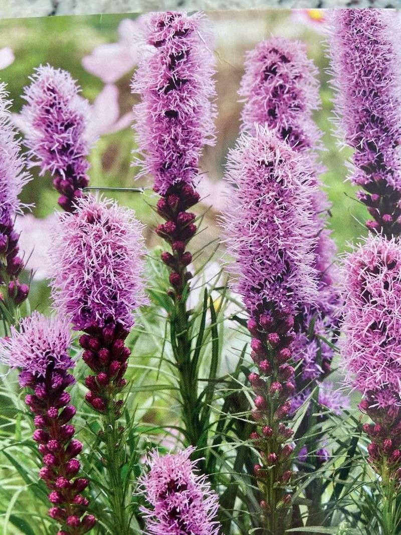 Blazing Star Sends Up Tall Blooms That Return Reliably