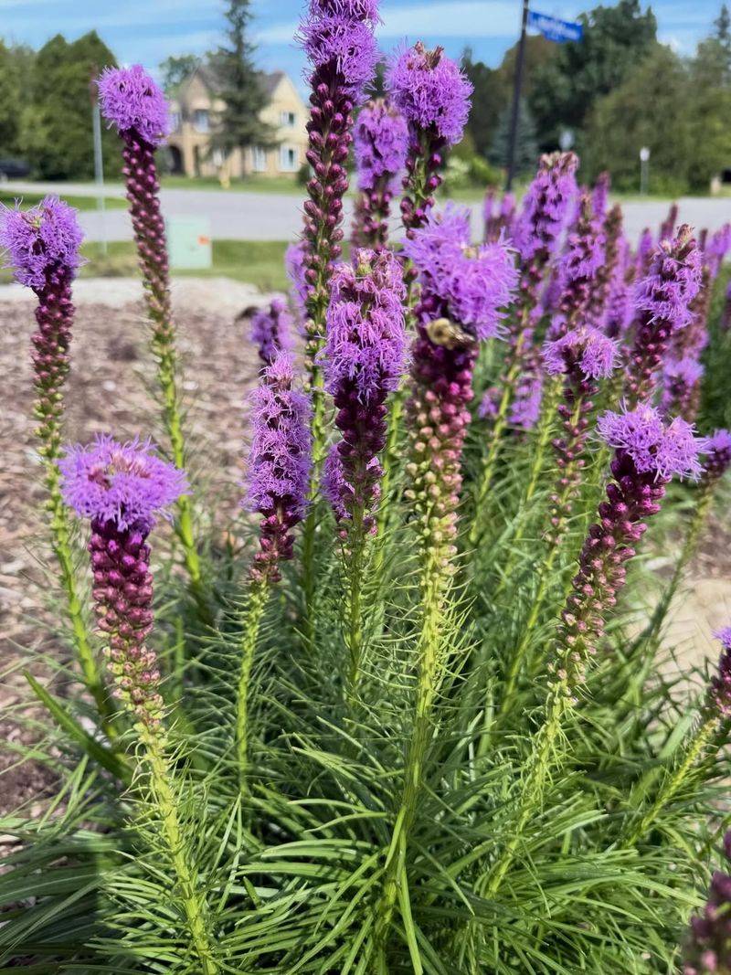 Blazing Star Tall Spikes That Stand Out