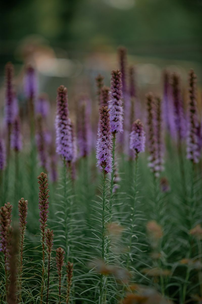 Blazing Star