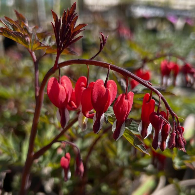 Bleeding Heart