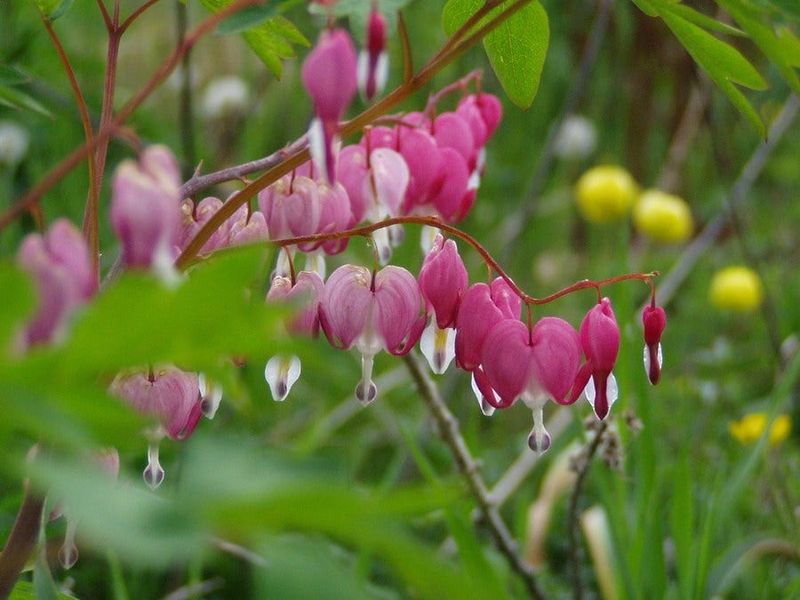 Bleeding Heart Brings A Familiar Spring Look