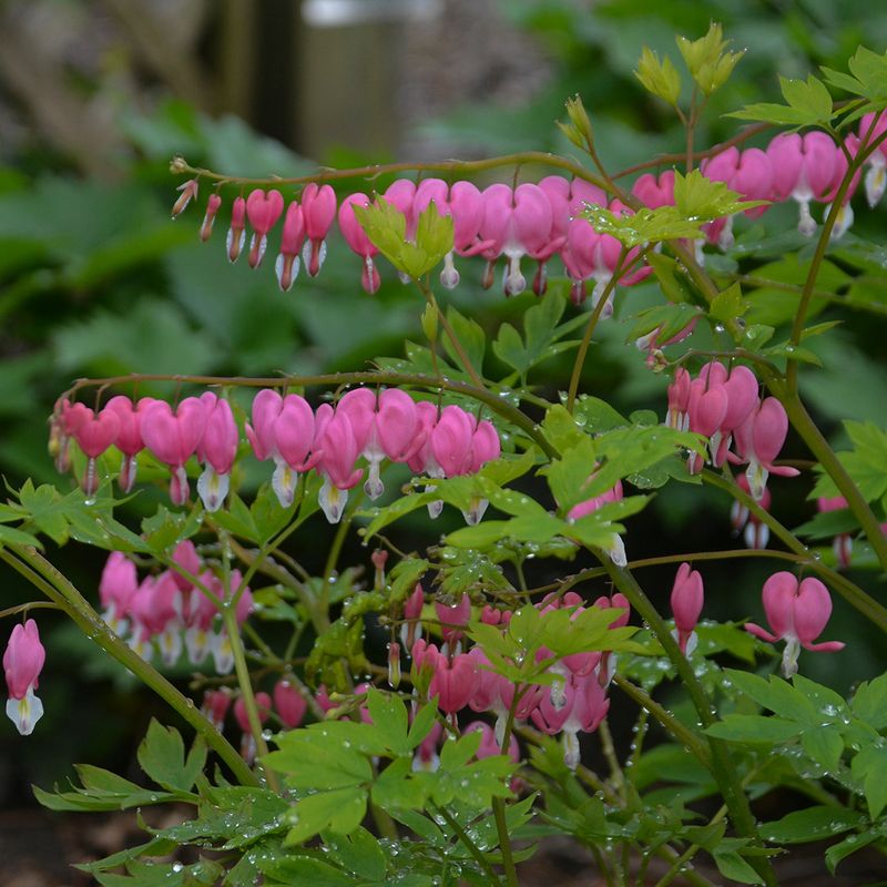 Bleeding Heart Forms Bigger Shade Clumps With Every Spring Bleeding Heart Forms Bigger Shade Clumps With Every Spring