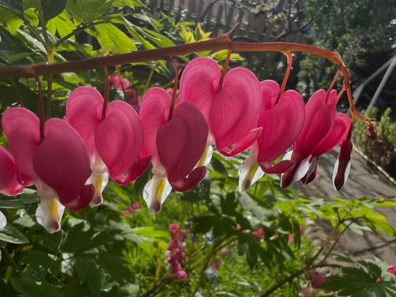 Bleeding Heart