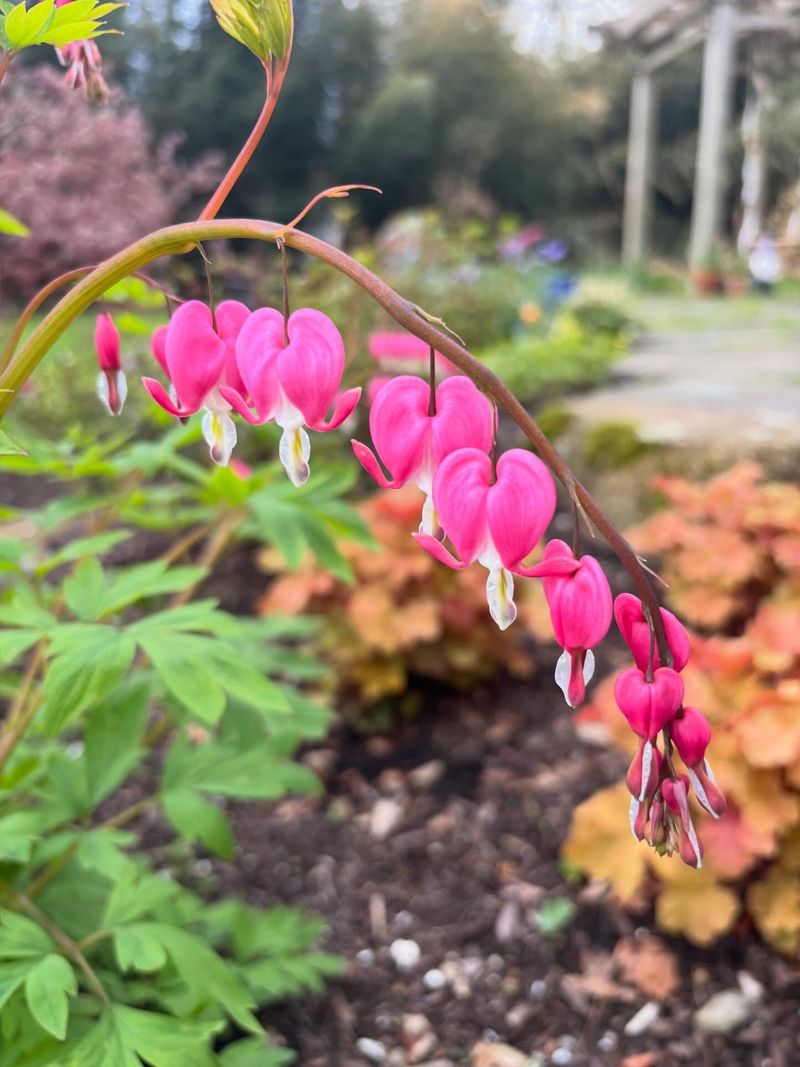 Bleeding Hearts Grow Well In Cooler Shaded Spaces