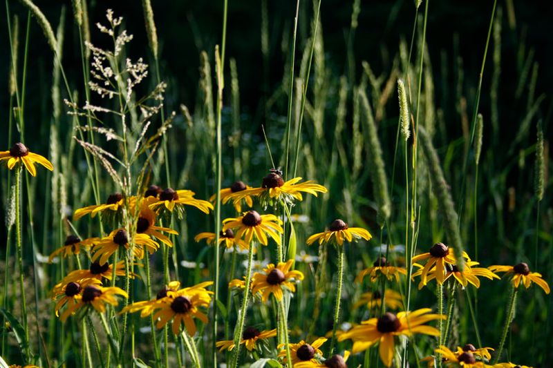 Pair Black Eyed Susan With Lovegrass