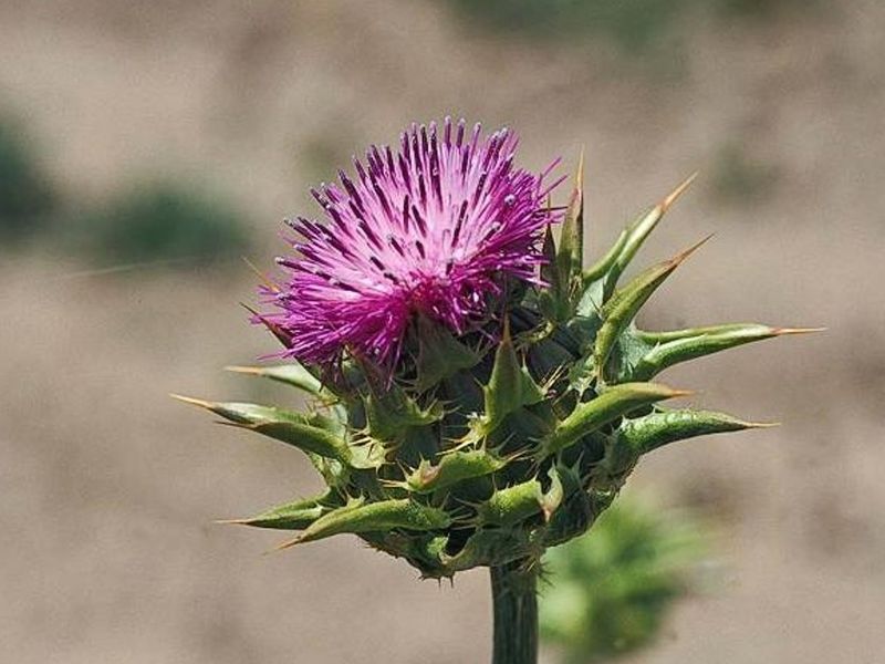 Blessed Milk Thistle